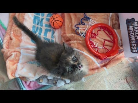 March Meowness | How to vote for your favorite local pet