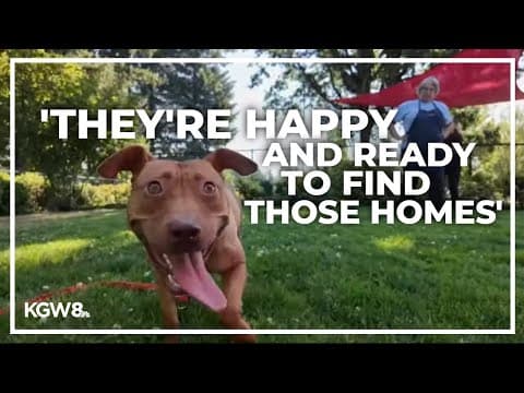 Dogs rescued from alleged dog fighting ring in New Jersey seek new homes in Portland