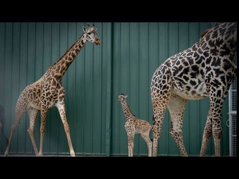 Columbus Zoo welcomes birth of endangered Masai giraffe