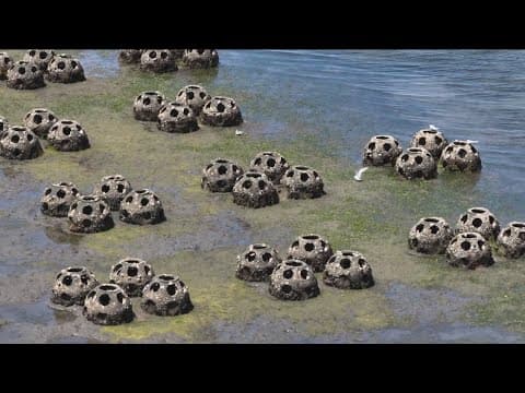 San Diego Bay showing signs of improvement after reef balls installed