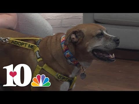 Meet the Pet of the Week: Two Socks