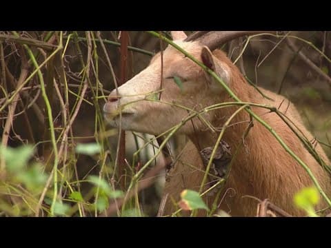 Golf Course Goats chewing through invasive brush at overgrown Rock Creek Park