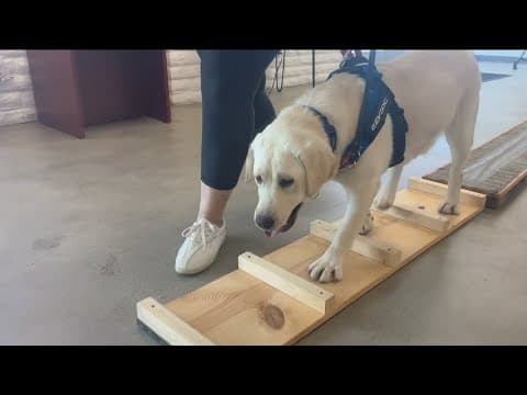 Funding cuts threaten San Diego nonprofit connecting wounded warriors with service dogs