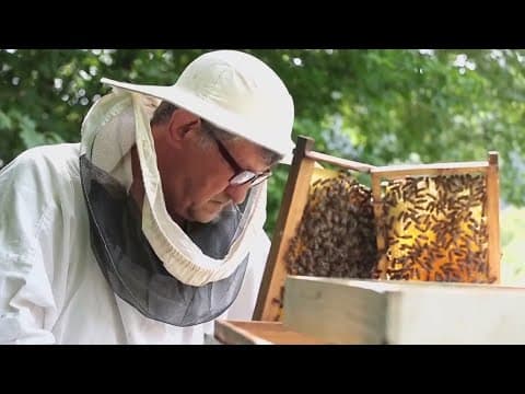 World Bee Day | Environment Matters