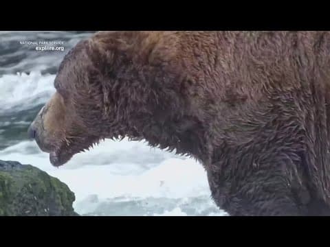 Fat Bear Week winner announced