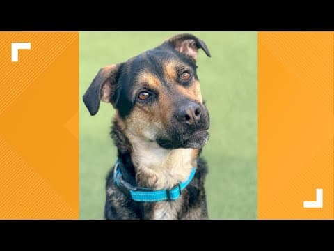 Pets of the Week: 5-5-24