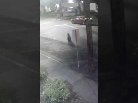 Black bear spotted wandering Corvallis, Oregon