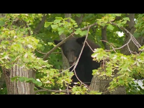 Black bear stuck in tree in Virginia burbs