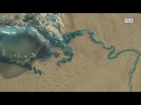 At least 3 people stung by sea creature along Galveston beaches