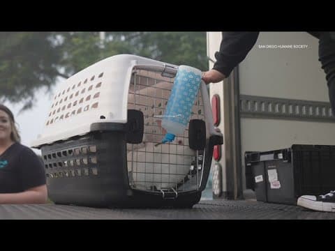 Questions remain about what happened to 250 small animals transported to Humane Society of Southern