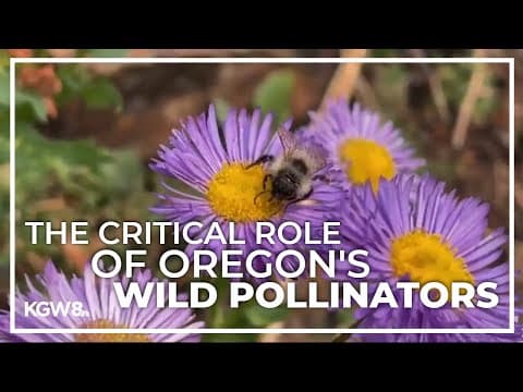 OSU researcher calls for more for efforts to help Oregon’s wild bees