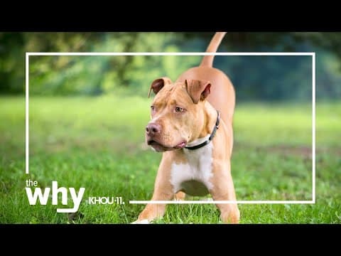 Why do dogs wag their tails?