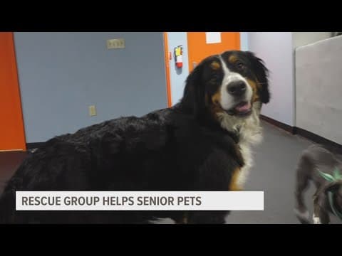 Knox Vintage Pet rescue group helps senior pets