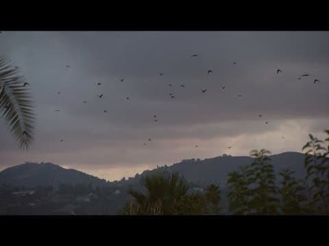 Why you're seeing more Crows in San Diego