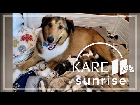 Name these puppies! St. Paul rescue opens up a competition