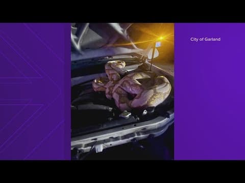 Garland animal control captures 15-foot Python despite 'multiple strike attempts'