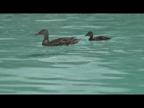 Hilliard pool goers love sharing the water with momma, baby duck