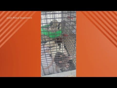 Justin police rescue rats from abandoned cages