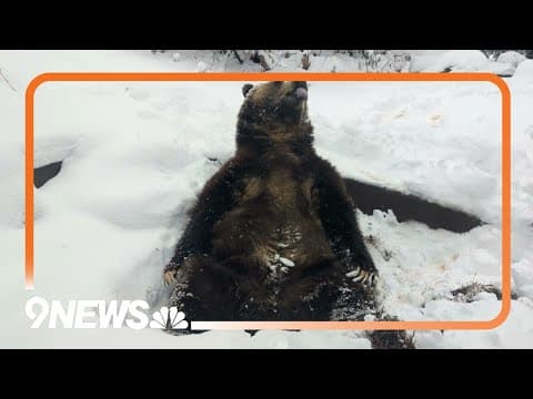 Grizzly Bear Catching Snowflakes on his Tongue