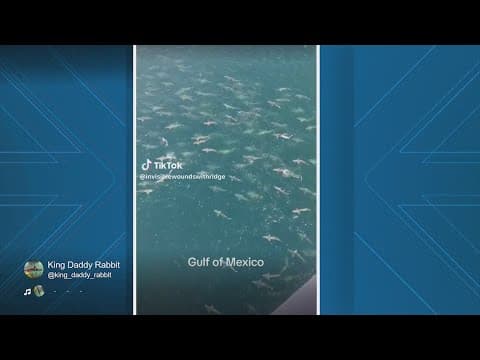 Massive school of shark spotted in Gulf on #SharkWeek