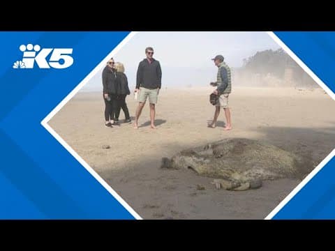 3rd giant sunfish washes up on Oregon coast