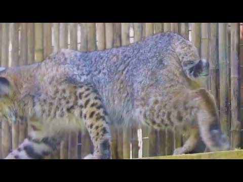 Bobcat kittens move into Audubon Zoo Swamp