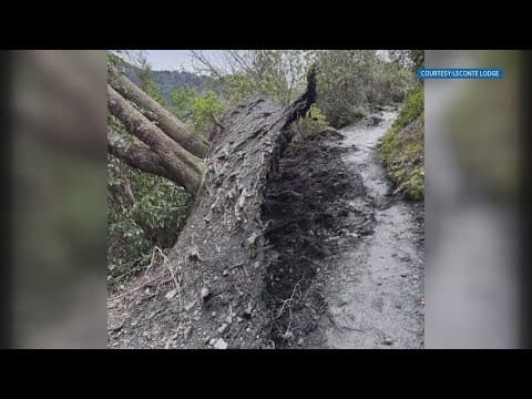 High winds topple multiple trees on Alum Cave Trail