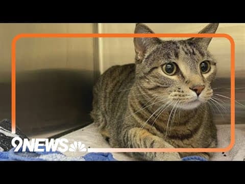 Denver Animal Shelter offering free microchips for cats
