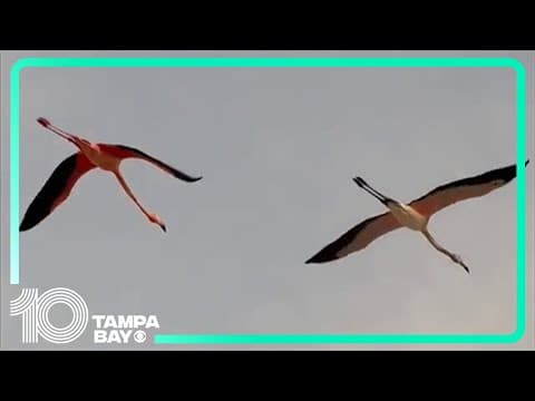 Flamboyance of flamingos spotted flying over Treasure Island