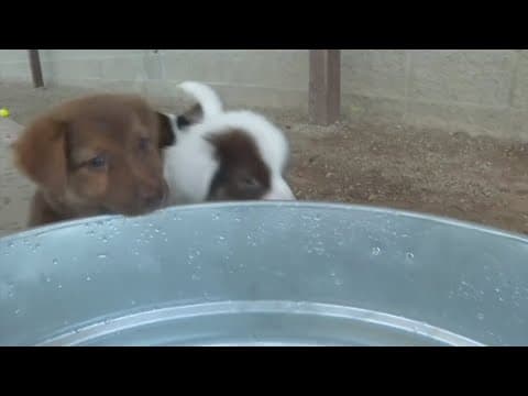 Litter of puppies rescued after being left in container in middle of field
