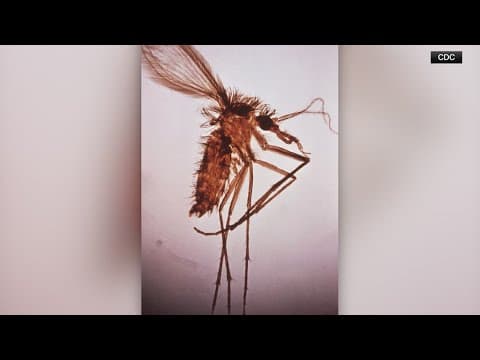 Watch out for these blood-suckers, which have spread a disease fond in Texas