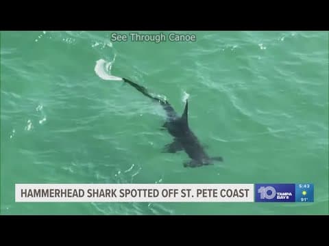 Hammerhead shark spotted off coast of St. Petersburg, Florida