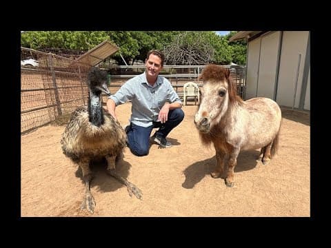 Ramona Sanctuary Provides Haven for Unwanted Farm Animals