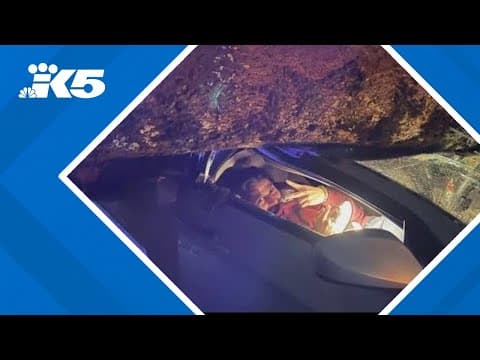 UW student walks away unharmed after tree falls on car