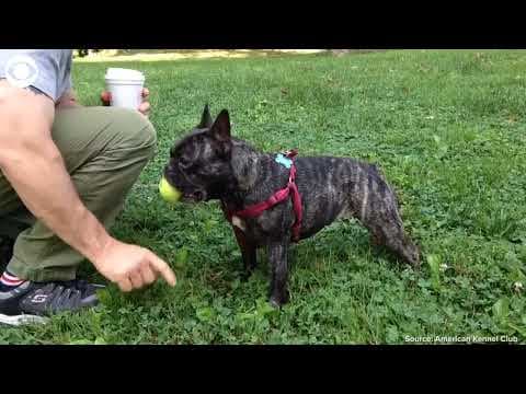 American Kennel Club's most popular dog breeds of 2022