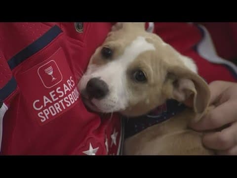 Capitals Canine Calendar annual photoshoot