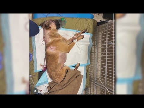 Colorado Springs Police K9 showing signs of improvement after stabbing