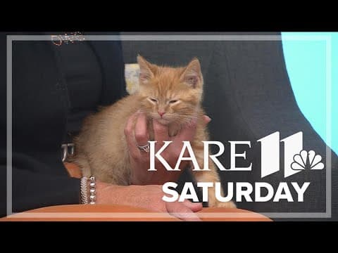 Bitty Kitty Brigade spreads awareness about saving orphaned neonatal kittens