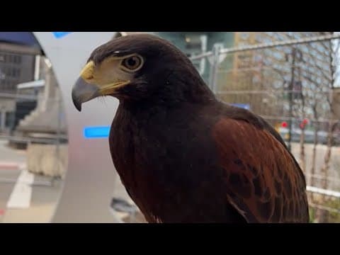 Birds of prey patrolling the skies in Detroit for the NFL Draft