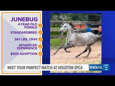 Meet Junebug.  She could be your Pawfect Match!