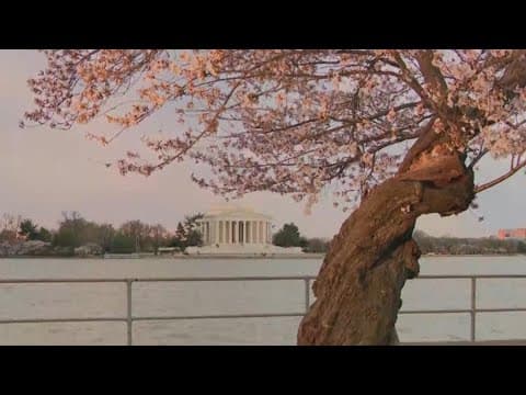 Live Bloom Watch: Sunrise at the Tidal Basin