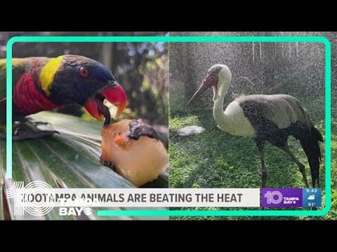 ZooTampa animals beat the heat with 'cool' activities