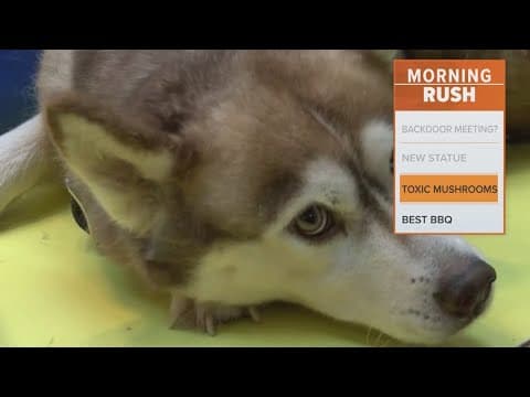 Officials warn dog owners of toxic mushrooms