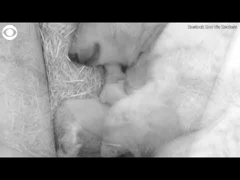 Baby polar bears snuggle with mom at zoo in Germany