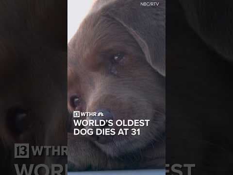Bobi, world’s oldest dog, dies at 31 years old