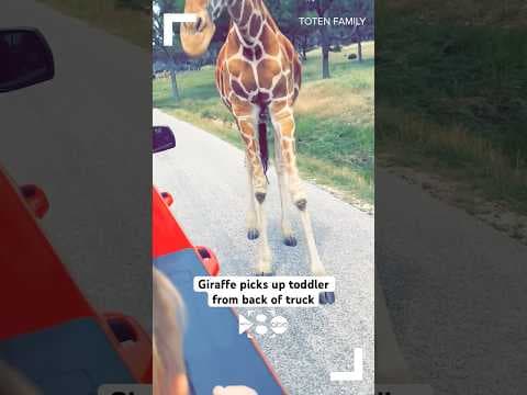 Giraffe picks up Texas toddler from back of pickup truck, but fortunately she’s OK