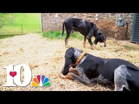 Where was Smokey XI during the Austin Peay game? UT gives an update