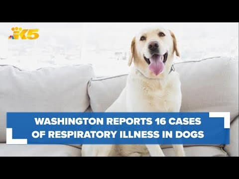 Washington reports 16 cases of respiratory illness in dogs
