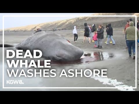 40-foot whale washes up on Oregon coast