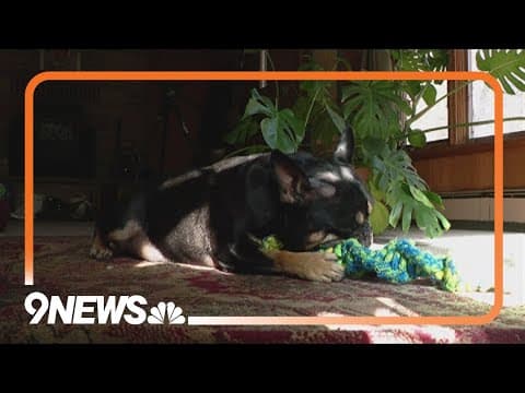 Boulder man saves dog from reported mountain lion by throwing coffee